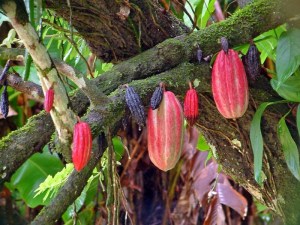 pianta-del-cacao